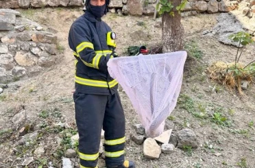 Bilecik’te caddede yakalanan ’oluklu kertenkele’ doğaya salındı 