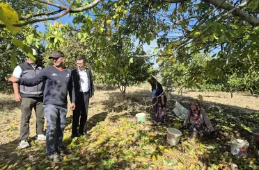 Bilecik’te ceviz hasadı heyecanı

