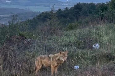 Bilecik’te insanlardan kaçmayan kurt 
