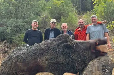 Bilecik’te mısırları talan eden 350 kiloluk dev domuz avcılar tarafından vuruldu
