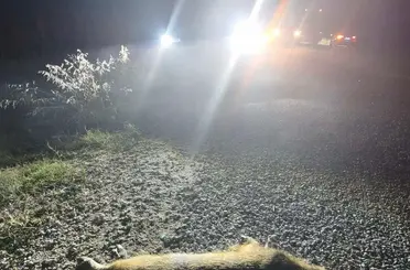 Bilecik’te otomobilin çarptığı domuzlar telef oldu
