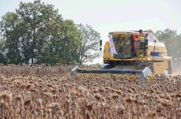 Bilecik’te yağlık ayçiçeği ekim alanı 60 bin dekardan 111 bin dekara yükseldi 