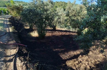Bilecik’te zeytin tarlasında çıkan yangın korkuttu 