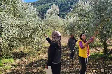 Bilecik’te zeytin ve zeytinyağı rekoltesi için saha çalışması