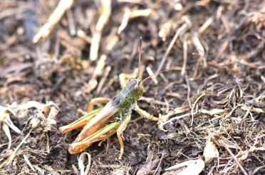 Bilim insanları yeni bir çekirge cinsi keşfetti 