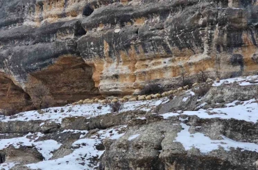 Bin 600 rakımda sürülerin yolculuğu kamerada 