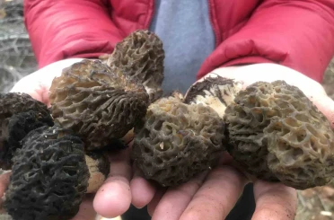 Bin 800 rakımlı dağlardan toplanıp kilosu bin 500 liradan satılıyor 