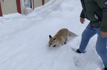 Bingöl’de aç kalan kızıl tilki şehir merkezine indi 