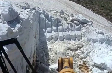 Bingöl’de ilginç görüntü: Yazın ortasında; bir yanda kar, diğer yanda sıcaktan bunalan inekler 