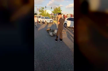 Bingöl’de otomobilin çarptığı eşek telef oldu 