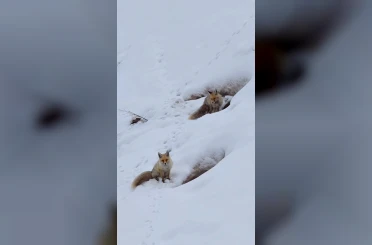 Bingöl’de yuvasında görüntülenen kızıl tilki mest etti 