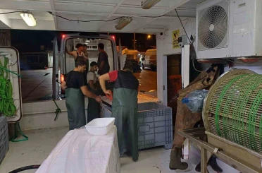 Bir ayda 198 ton hamsi çıkışı oldu