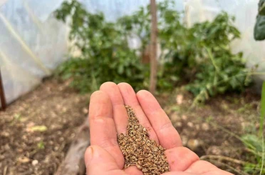 Bir balkonun bereketi, ülkenin umudu oldu 