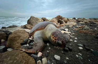 Bir caretta caretta daha ölü bulundu:15 günde 7’inci ölüm 