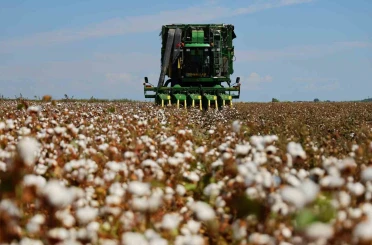 Bir dönemin beyaz altını, pamukta hasat başladı 