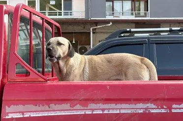Bir kamyonetin kasasında başlayan yolculuk, sıra dışı bir dostluğa dönüştü
