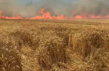 Bir sigara keyfi buğday tarlasını kül etti 