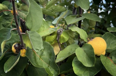 Bir yılda zirai dondan etkilenen üreticilere 54 milyon TL destek yapıldı 