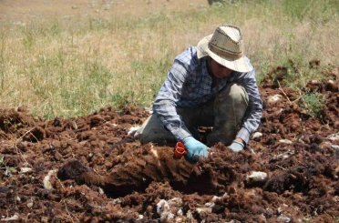 Bir zamanlar altın değerindeydi, şimdi imha ediliyor 