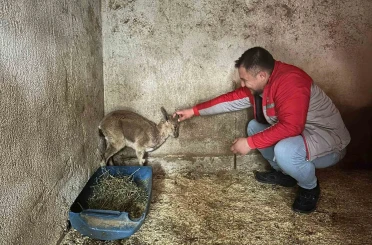 Bitkin halde bulunan yaban keçisi tedavi altına alındı 