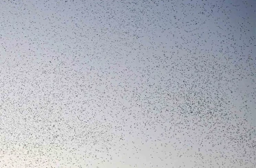 Bitlis semalarında binlerce kuş adeta dans etti 