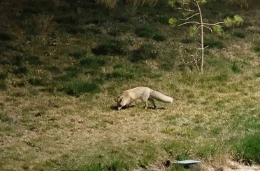 Bitlis sokaklarında tilkiler görüntülendi 