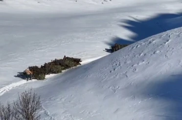 Bitlis’te hayvanlar için kızaklı yem mesaisi 