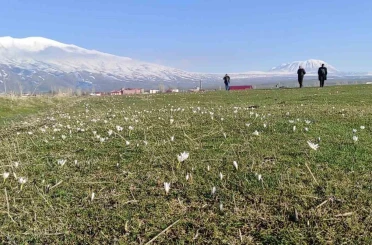 Bitlis’te kardelen ve çiğdemler açtı 