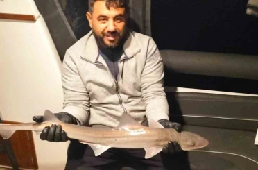 Bodrum açıklarında oltaya köpek balığı takıldı 