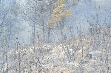 Bodrum orman yangınına yoğun müdahale 