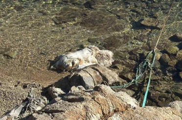Bodrum sahiline vuran caretta caretta vinçle kaldırıldı 