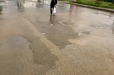 Bodrum’da sağanak baskını: Gölet taştı, asfalta balık yağdı 