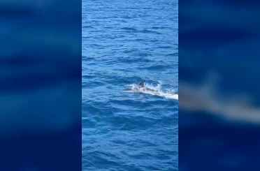 Bodrum’da tekneye sürpriz misafir 