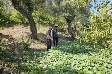 Bodrum’da zeytin hasadı başladı 