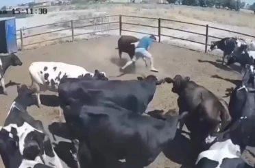 Boğanın saldırdığı besici büyük tehlike atlattı, o anlar kamerada 