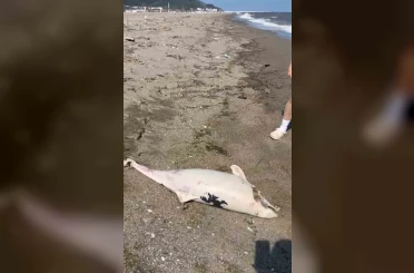 Boğaz’da yunus ölümleri devam ediyor, vatandaşlar tedirgin 