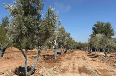 Bölge halkı taşınan zeytinleri yerinde gördü 