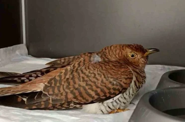 Bolu’da 132 yaban hayvanı tedavi edilerek doğaya salındı 