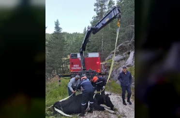 Bolu’da 50 metrelik uçuruma düşen inek vinçle kurtarıldı 