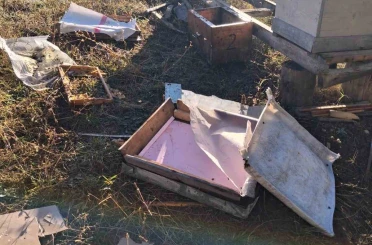 Bolu’da aç kalan ayı arı kovanlarını parçaladı