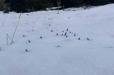 Bolu’da açan çiğdemler kar altında kaldı 