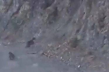 Bolu’da anne ayı ve yavrusu korkuyla dağa tırmandı, o anlar kamerada 