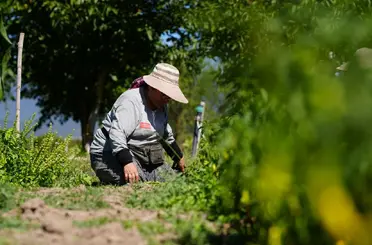 Bolu’da asırlık ata tohumlarında hasat mesaisi başladı
