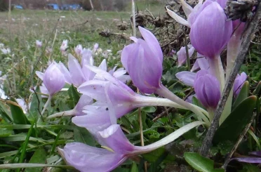 Bolu’da baharın müjdecisi çiğdemler çiçek açtı 