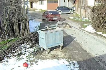 Bolu’da ezilen köpeğin röntgeninden 400 saçma çıktı: 