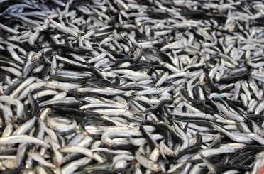Bolu’da hamsi kilosu 200 liradan tezgahlarda yerini aldı 