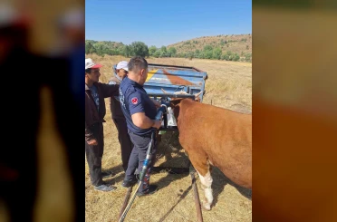 Bolu’da ineğin kafası tarım aletine sıkıştı
