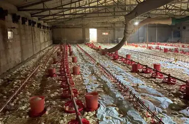 Bolu’da kümes yangını: 24 bin civciv telef oldu