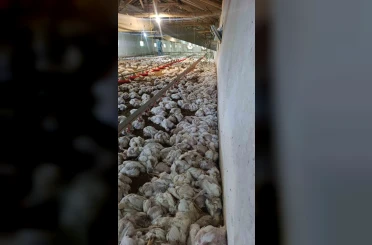 Bolu’da kümesin havalandırması devre dışı kalınca 4 bin tavuk telef oldu 