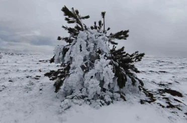 Bolu’da soğuk hava ağaçları dondurdu 